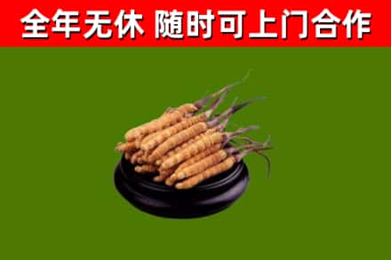 垦利烟酒回收冬虫夏草.jpg